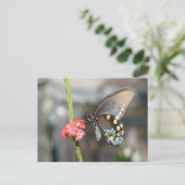 Carte postale Pipevine (Debout devant)