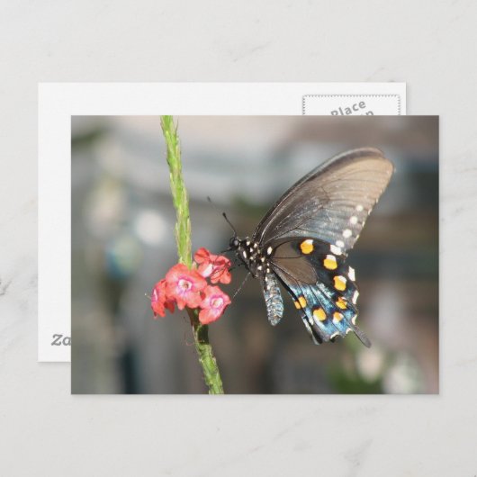 Carte postale Pipevine (Devant / Derrière)