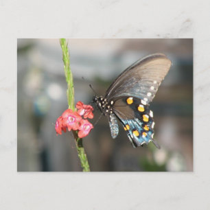 Carte postale Pipevine