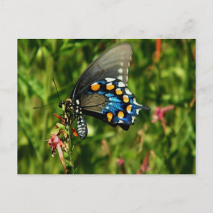 Carte postale Pipevine swallowtail papillon