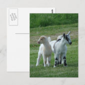 Carte Postale Pippi et Grey (Devant / Derrière)