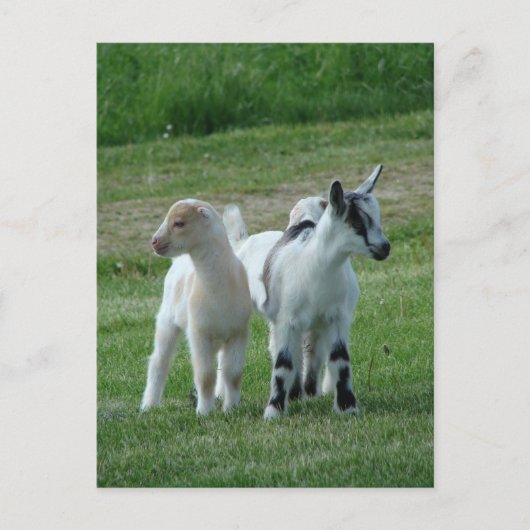 Carte Postale Pippi et Grey (Devant)