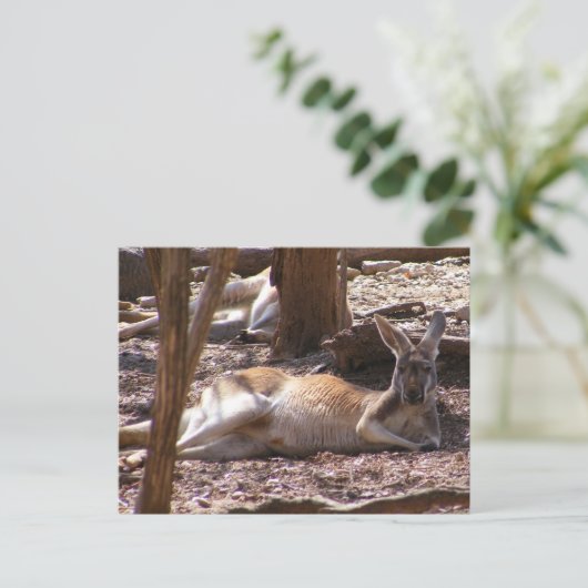Carte Postale Pique-nique Kangaroo (Debout devant)