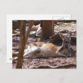 Carte Postale Pique-nique Kangaroo (Devant / Derrière)