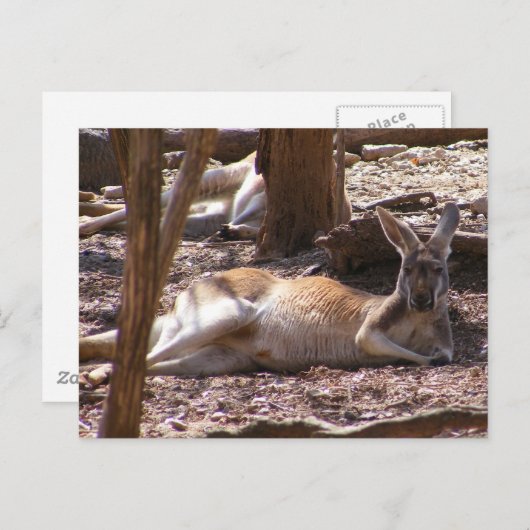 Carte Postale Pique-nique Kangaroo (Devant / Derrière)