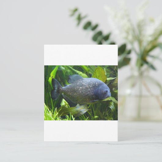 Carte Postale piranha (Debout devant)