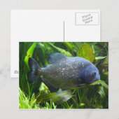 Carte Postale piranha (Devant / Derrière)