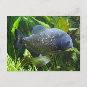 Carte Postale piranha