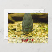 Carte Postale piranha (Devant / Derrière)