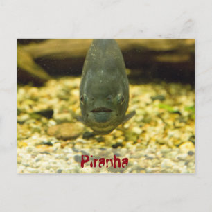 Carte Postale piranha