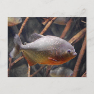 Carte Postale Piranha - Poisson Brown à l'air innocent