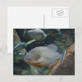 Carte Postale Piranha poisson photo couleur de nage (Devant / Derrière)