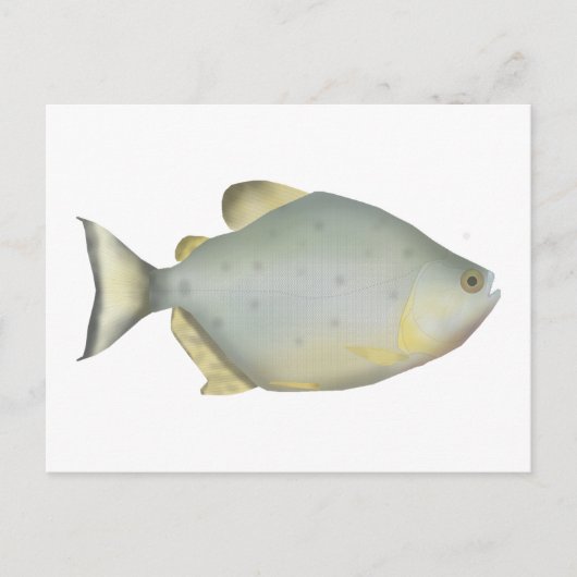 Carte Postale Piranha Rubis Rouge (Devant)