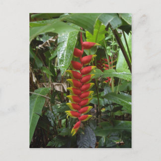 Carte Postale Pirateuse hawaïenne