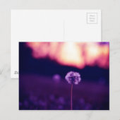 Carte Postale Pissenlit (Devant / Derrière)