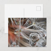 Carte Postale Pissenlit Abstrait (Devant / Derrière)