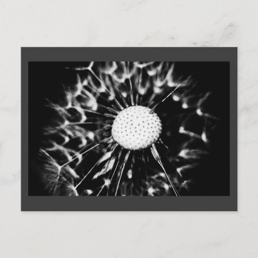 Carte Postale pissenlit blacq (Devant)
