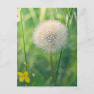 Carte Postale Pissenlit dans la verdure avec une douce lumière e