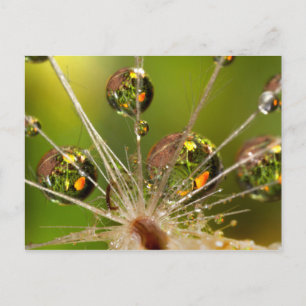 Carte Postale Pissenlit et gouttelettes d'eau