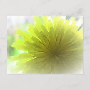 Carte Postale Pissenlit jaune Aster dans la joie ensoleillée