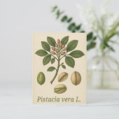 Carte postale Pistachier vrai (Debout devant)