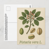 Carte postale Pistachier vrai (Devant / Derrière)