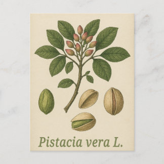 Carte postale Pistachier vrai