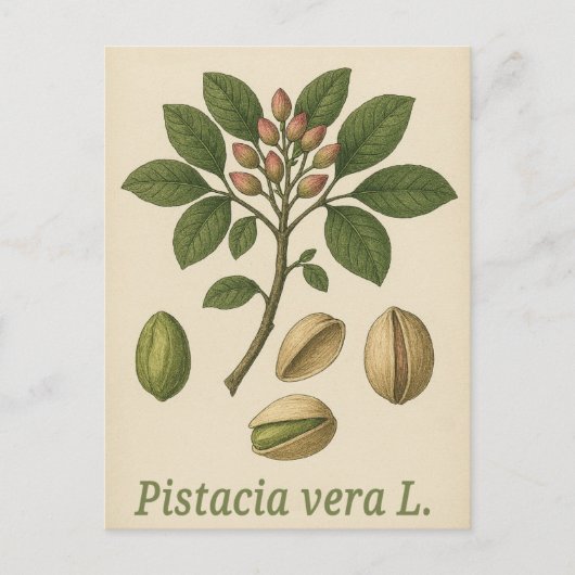 Carte postale Pistachier vrai (Devant)