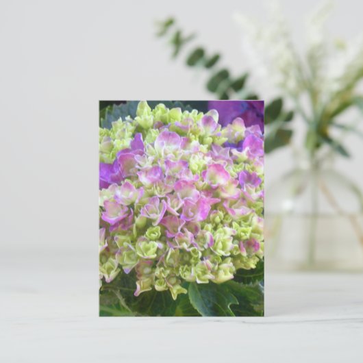 Carte Postale Pistachio couleur Hydrangea (Debout devant)