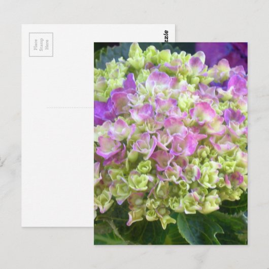 Carte Postale Pistachio couleur Hydrangea (Devant / Derrière)