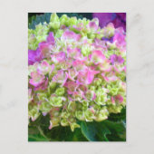 Carte Postale Pistachio couleur Hydrangea (Devant)