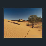 Carte Postale piste dans le désert paysage de Namib à<br><div class="desc">AssetID : 120473815 / Juergen Ritterbach / pistes dans paysage désertique de Namib à Sossusvlei,  Parc National Namib-Naukluft,  Namibie,  Afrique</div>