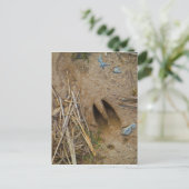 Carte Postale piste de cerfs (Debout devant)