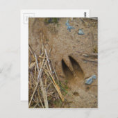 Carte Postale piste de cerfs (Devant / Derrière)