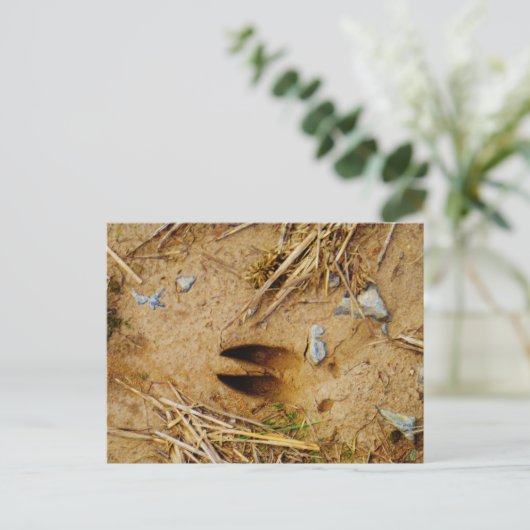 Carte Postale Piste de cerfs (Debout devant)