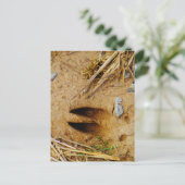 Carte Postale Piste de cerfs (Debout devant)