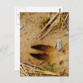 Carte Postale Piste de cerfs (Devant / Derrière)