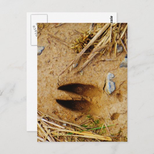 Carte Postale Piste de cerfs (Devant / Derrière)