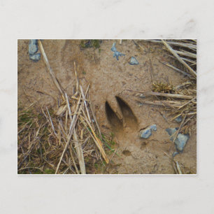 Carte Postale piste de cerfs