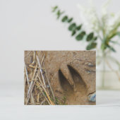 Carte Postale piste de cerfs (Debout devant)