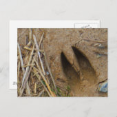 Carte Postale piste de cerfs (Devant / Derrière)