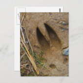 Carte Postale piste de cerfs (Devant / Derrière)