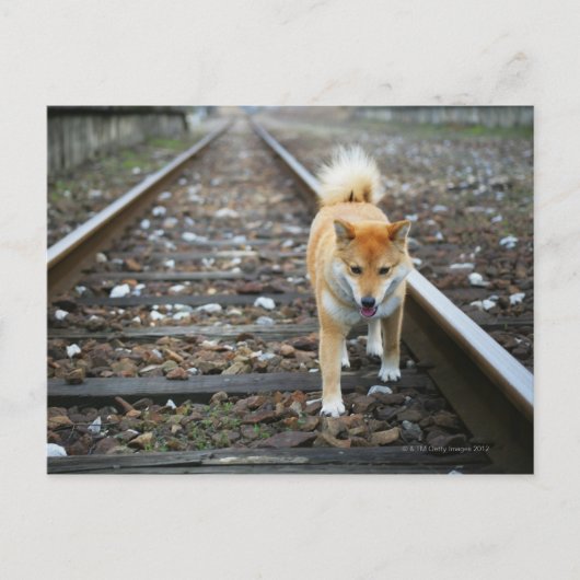 Carte Postale Piste de marche pour chien (Devant)