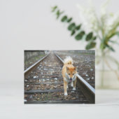 Carte Postale Piste de marche pour chien (Debout devant)