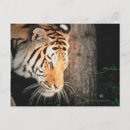 Carte Postale Piste de tigres (Devant)