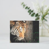 Carte Postale Piste de tigres (Debout devant)