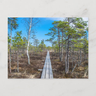 Carte Postale Piste en bois au-dessus du marais
