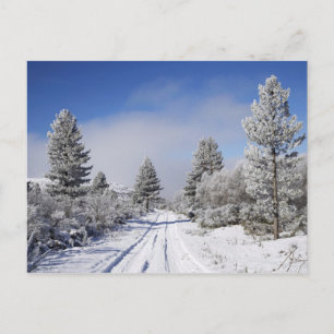 Carte Postale Piste enneigée et pins, Cambrians, près de St