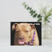 Carte Postale Pit Bull (Debout devant)