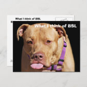 Carte Postale Pit Bull (Devant / Derrière)